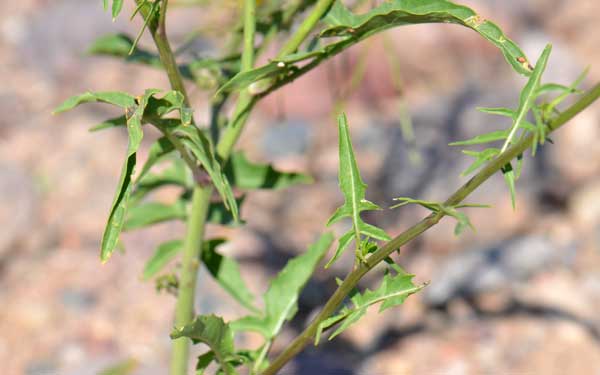 Sisymbrium irio, London Rocket, Southwest Desert Flora